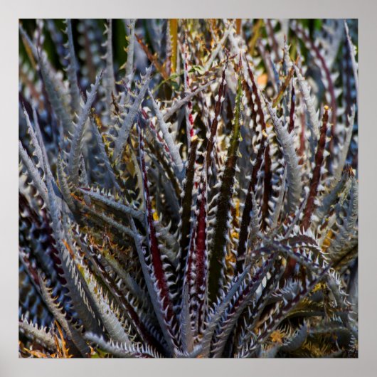 Poster Dyckia délice (Devant)