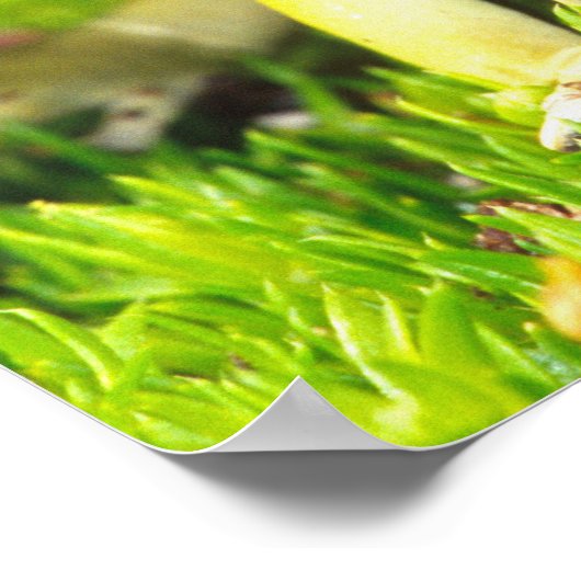 Poster Dyeing Poison Frog, Dendrobates tinctorius, (Coin)