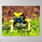 Poster Dyeing Poison Frog, Dendrobates tinctorius, (Devant)