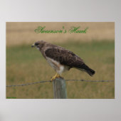 Poster E10 Swainson's Hawk (Devant)