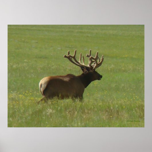 Poster E12 Bull Elk 1 ou 2 ? (Devant)