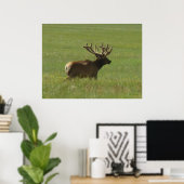 Poster E12 Bull Elk 1 ou 2 ? (Bureau à domicile)