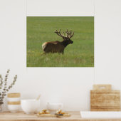 Poster E12 Bull Elk 1 ou 2 ? (Cuisine)