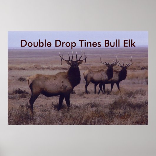 Poster E19 Tines à double goutte d'Elk Bull (Devant)