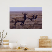 Poster E19 Tines à double goutte d'Elk Bull (Cuisine)