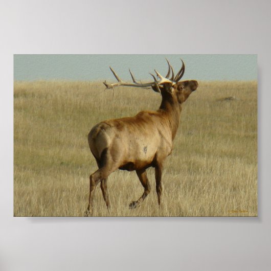 Poster E35 Élan mâle Herbe dans les cornes (Devant)