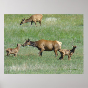 Poster E3 Elcs et veaux de vache