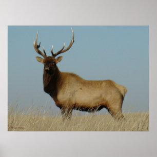 Poster E43 Young Bull Elk