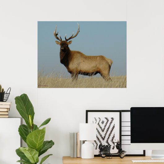 Poster E43 Young Bull Elk (Bureau à domicile)