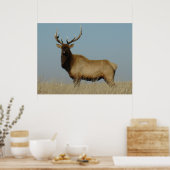 Poster E43 Young Bull Elk (Cuisine)