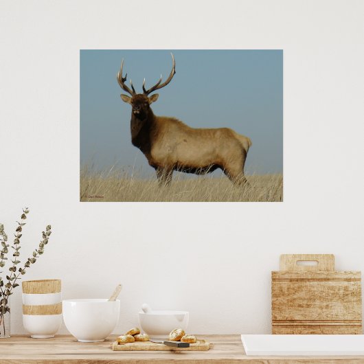 Poster E43 Young Bull Elk (Cuisine)