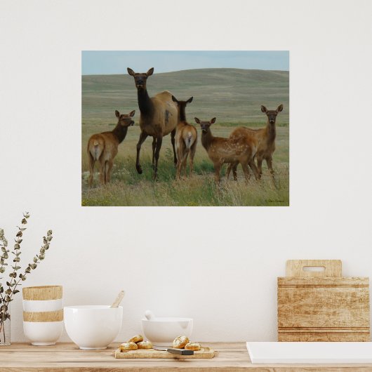 Poster E44 Elcs et veaux de vache (Cuisine)