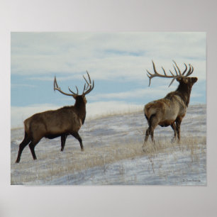 Poster E57 Bull Elk Lucky 13 Bull