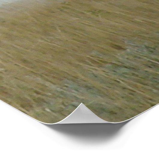 Poster E5 Bull Elk et Yearling (Coin)