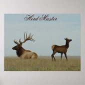 Poster E5 Bull Elk et Yearling (Devant)