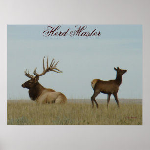 Poster E5 Bull Elk et Yearling