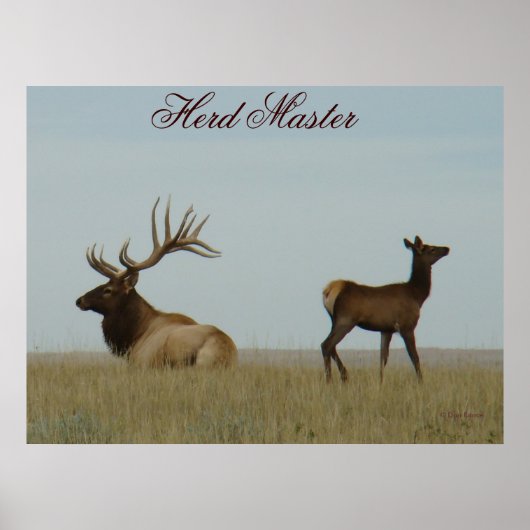 Poster E5 Bull Elk et Yearling (Devant)