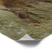 Poster E61 Elc de vache et veau (Coin)