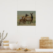Poster E61 Vache Wapiti et Jeune (Cuisine)