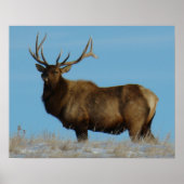 Poster E62 Bull Elk Sky Lined (Devant)