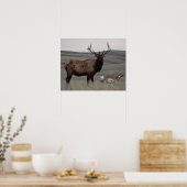 Poster E63 Bull Elk et Pronghorn Antelope (Cuisine)