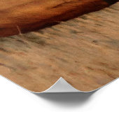 Poster E66 Elcs et vaches taureaux (Coin)