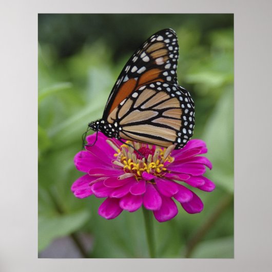 Poster É.-U., Massachusetts, Boylston, Tower Hill (Devant)