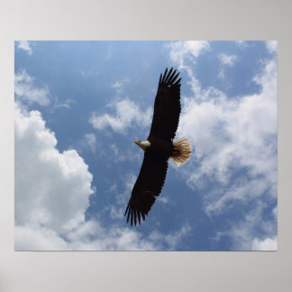 Poster Eagle 2025
