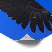 Poster Eagle against a blue sky (Coin)