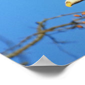 Poster Eagle chauve (Coin)