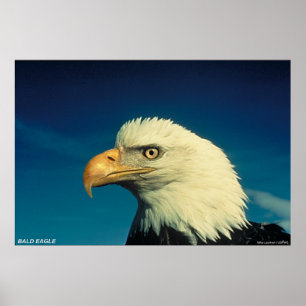 Poster Eagle chauve
