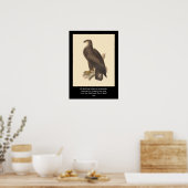Poster Eagle chauve (leucocephalus de Haliaetos) (Cuisine)
