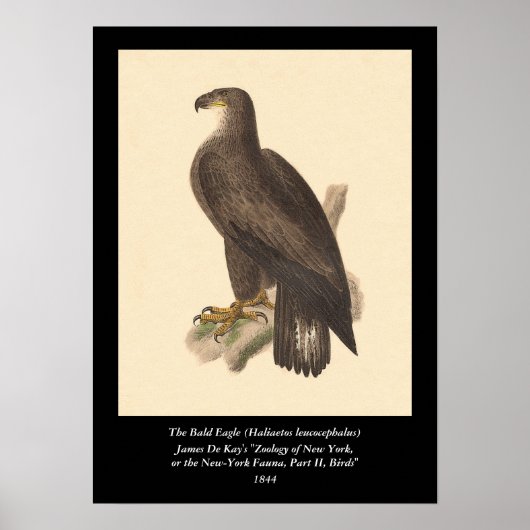 Poster Eagle chauve (leucocephalus de Haliaetos) (Devant)
