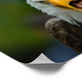 Poster Eagle chauve qui crie (Coin)