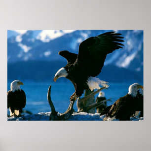Poster Eagle chauve sur l'affiche de rondin