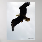 poster "Eagle In Flight" (Voorkant)