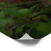 Poster Eagle Lake et feuilles d'érable rouges I (Coin)