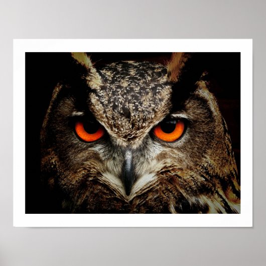 Poster Eagle Owl Eyes (Devant)