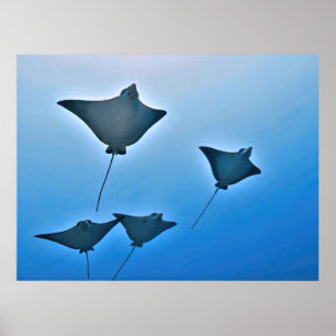 Poster Eagle Ray Squad