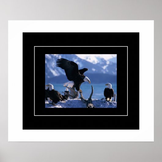 Poster-Eagles Poster (Voorkant)