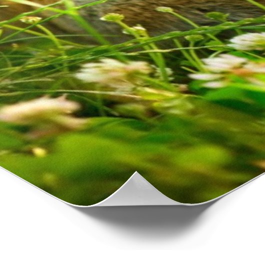 Poster Easter Rabbits (Coin)