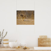 Poster Eastern cottontail rabbit hopping (Cuisine)
