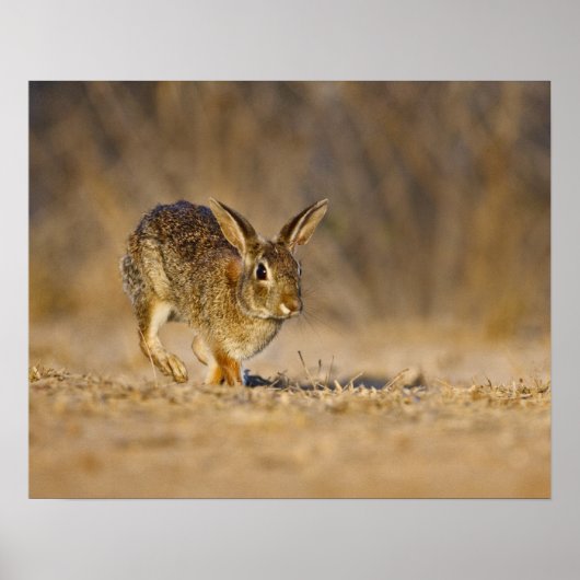 Poster Eastern cottontail rabbit hopping (Devant)