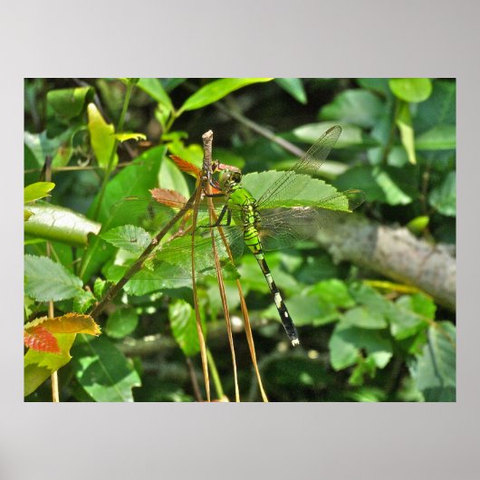 Poster Eastern Pondhawk Dragonfly (Devant)