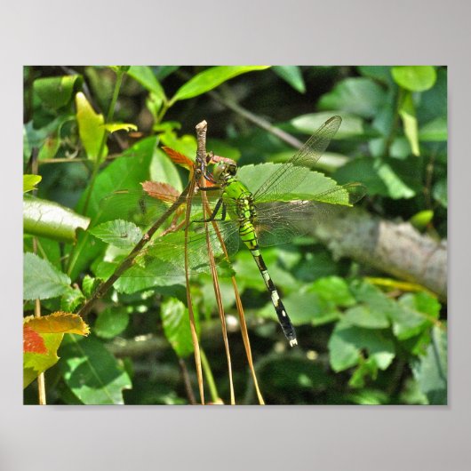 Poster Eastern Pondhawk Dragonfly (Devant)