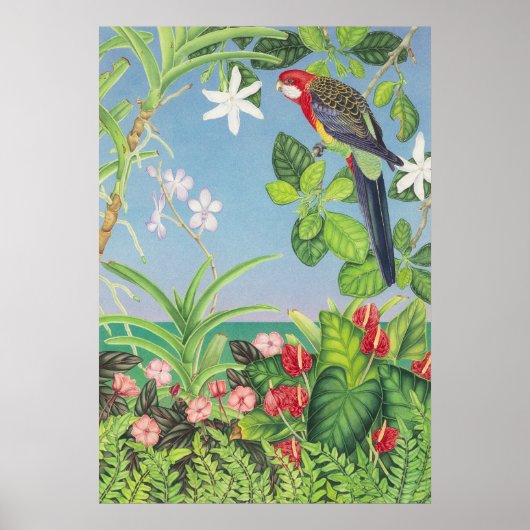 Poster Eastern Rosella (Devant)