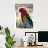 Poster Eastern Rosella Parakeet (Bureau à domicile)