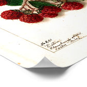 Poster - Eaton Red Raspberries Ellen Schutt 1906 (Coin)