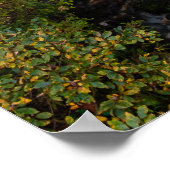 Poster Eau coulant dans la forêt d'automne (Coin)