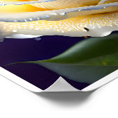 Poster Eau éclatante sur une rose blanche (Coin)